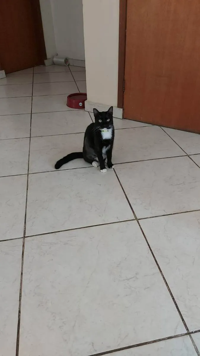 Gato ra a branco e preto idade 7 a 11 meses nome Meka