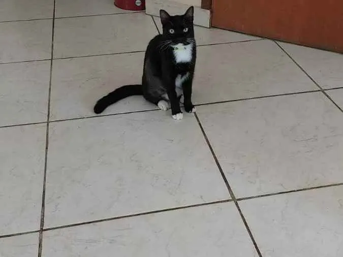 Gato ra a branco e preto idade 7 a 11 meses nome Meka