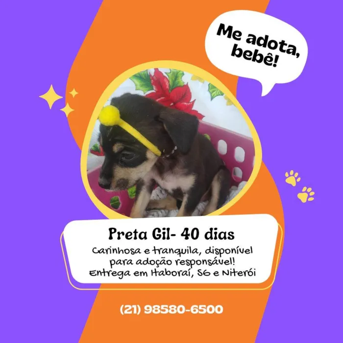 Cachorro raça Desconhecido  idade Abaixo de 2 meses nome Gal Costa