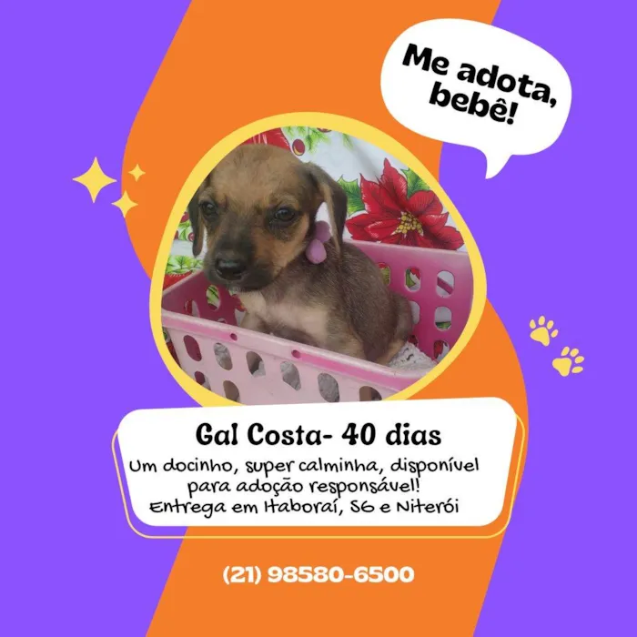 Cachorro raça Desconhecido  idade Abaixo de 2 meses nome Gal Costa