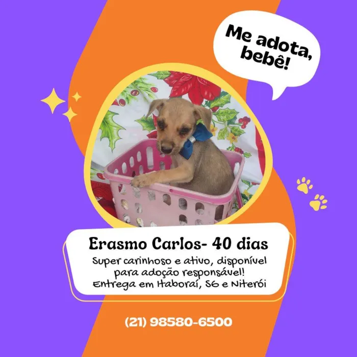 Cachorro raça Desconhecido  idade Abaixo de 2 meses nome Eramos Carlos