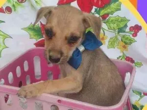 Cachorro raça Desconhecido  idade Abaixo de 2 meses nome Gal Costa