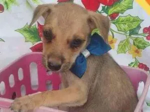 Cachorro raça Desconhecido  idade Abaixo de 2 meses nome Eramos Carlos