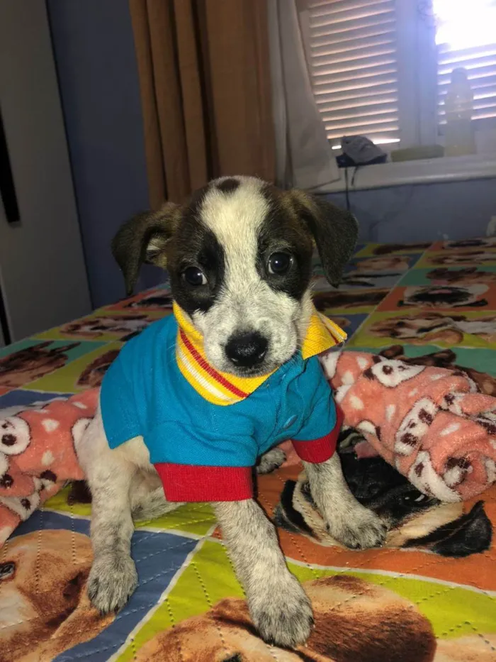 Cachorro raça Srd idade 2 a 6 meses nome Kevin