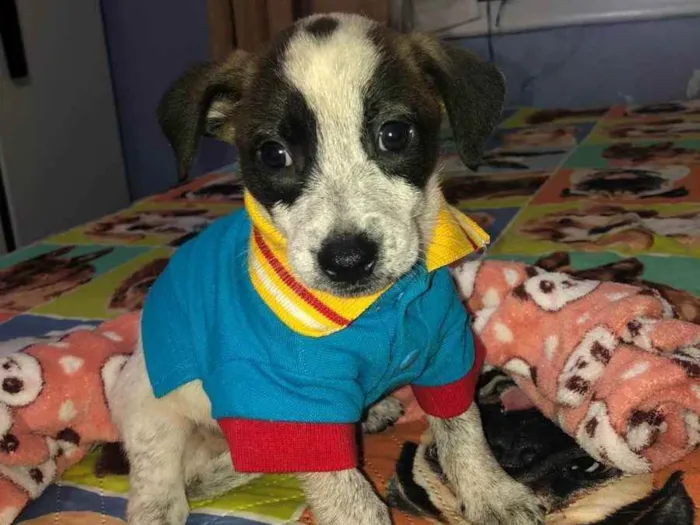 Cachorro raça Srd idade 2 a 6 meses nome Kevin