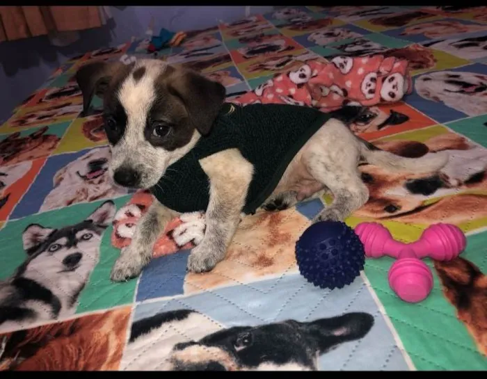 Cachorro raça Srd idade 2 a 6 meses nome Kevin