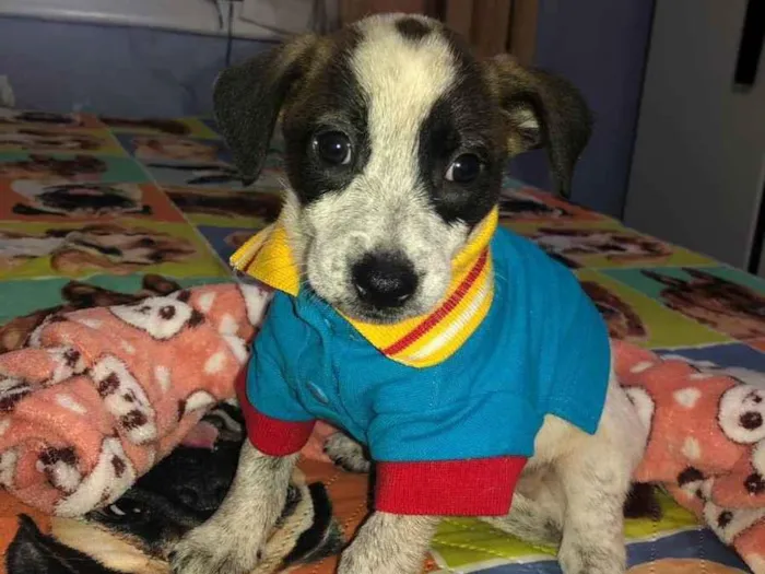 Cachorro raça Srd idade 2 a 6 meses nome Kevin