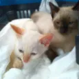 Lancelot & Tristão