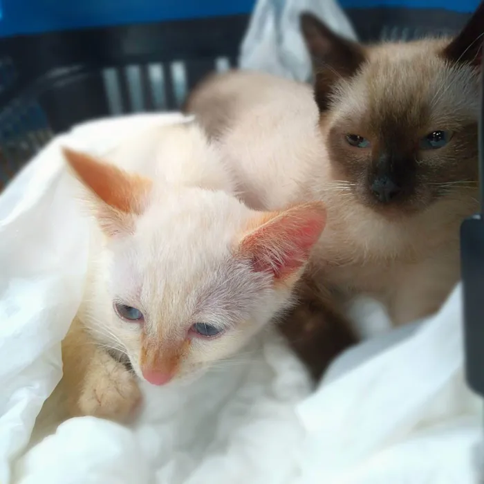 Gato ra a srd idade 2 a 6 meses nome Lancelot & Tristão