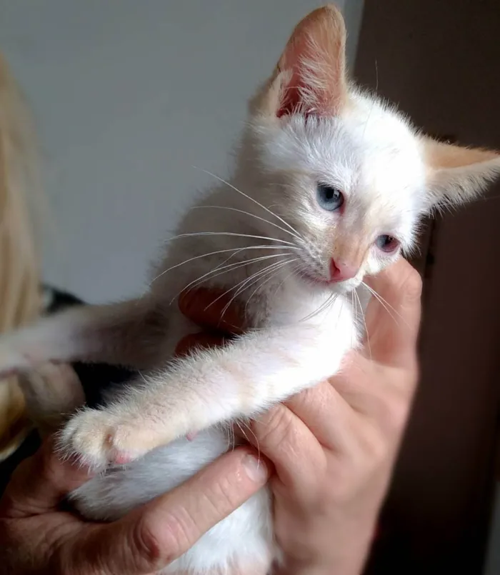 Gato ra a srd idade 2 a 6 meses nome Lancelot & Tristão