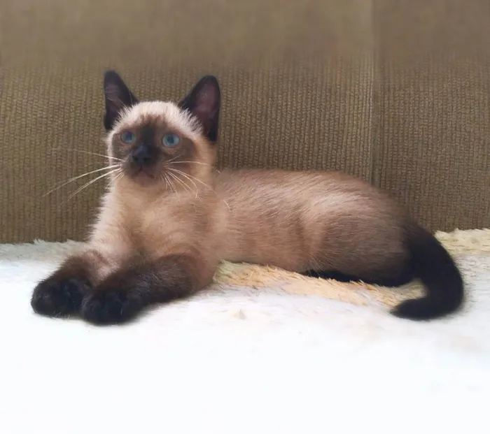 Gato ra a srd idade 2 a 6 meses nome Lancelot & Tristão