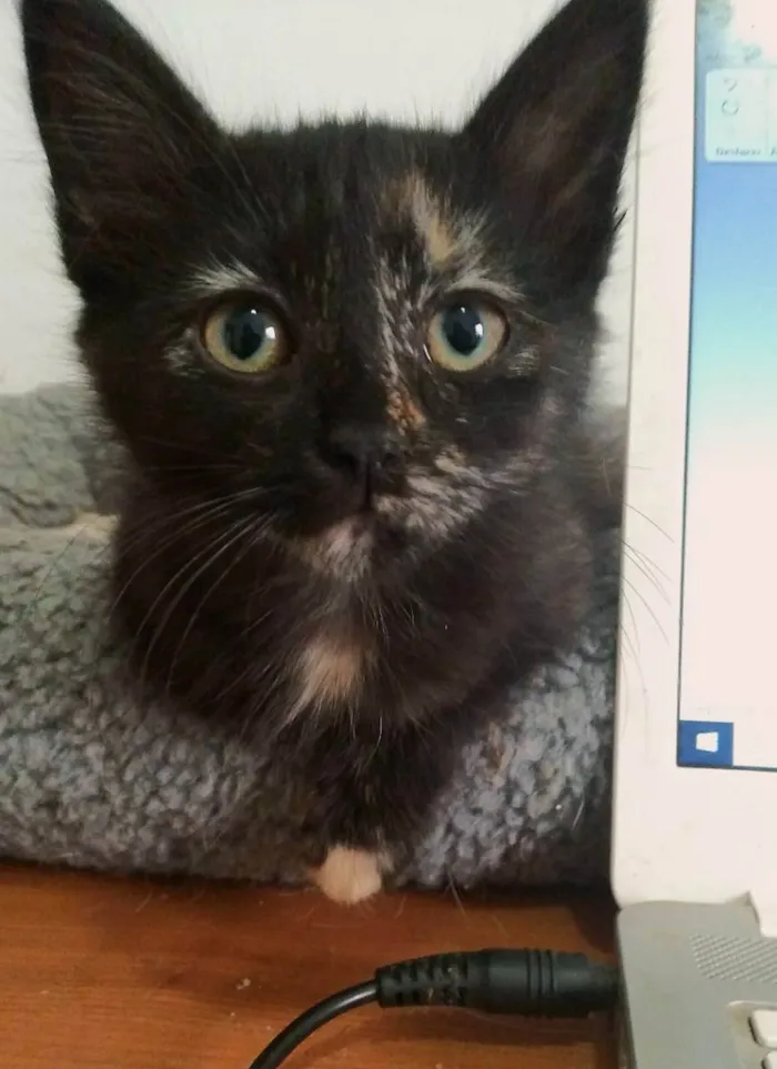 Gato ra a srd idade 2 a 6 meses nome Mini mini