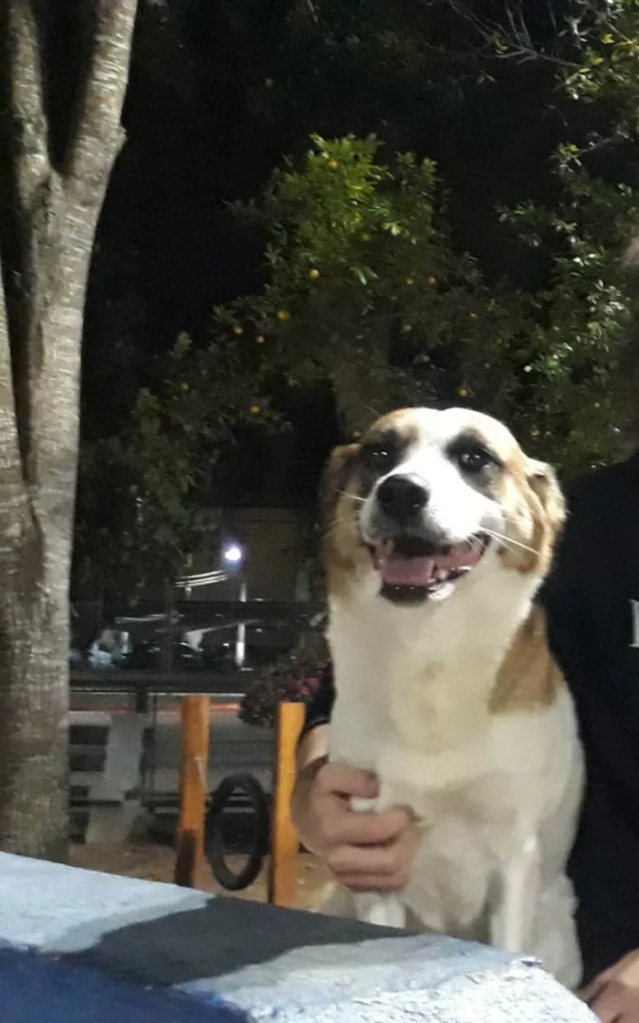 Cachorro ra a Srd idade 5 anos nome Manu