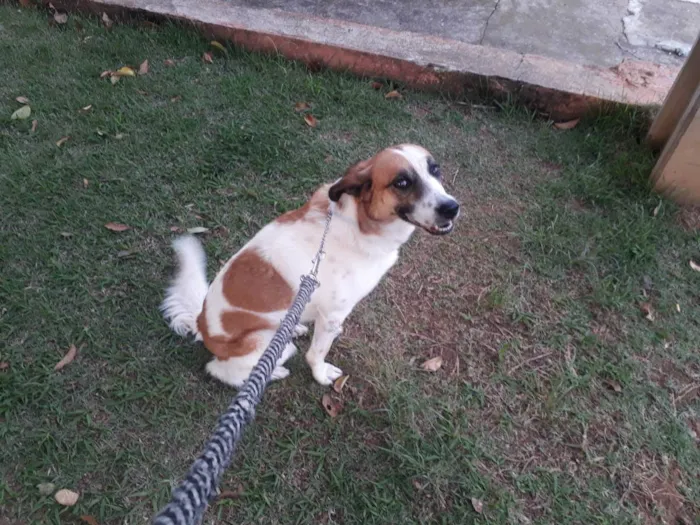 Cachorro ra a Srd idade 5 anos nome Manu