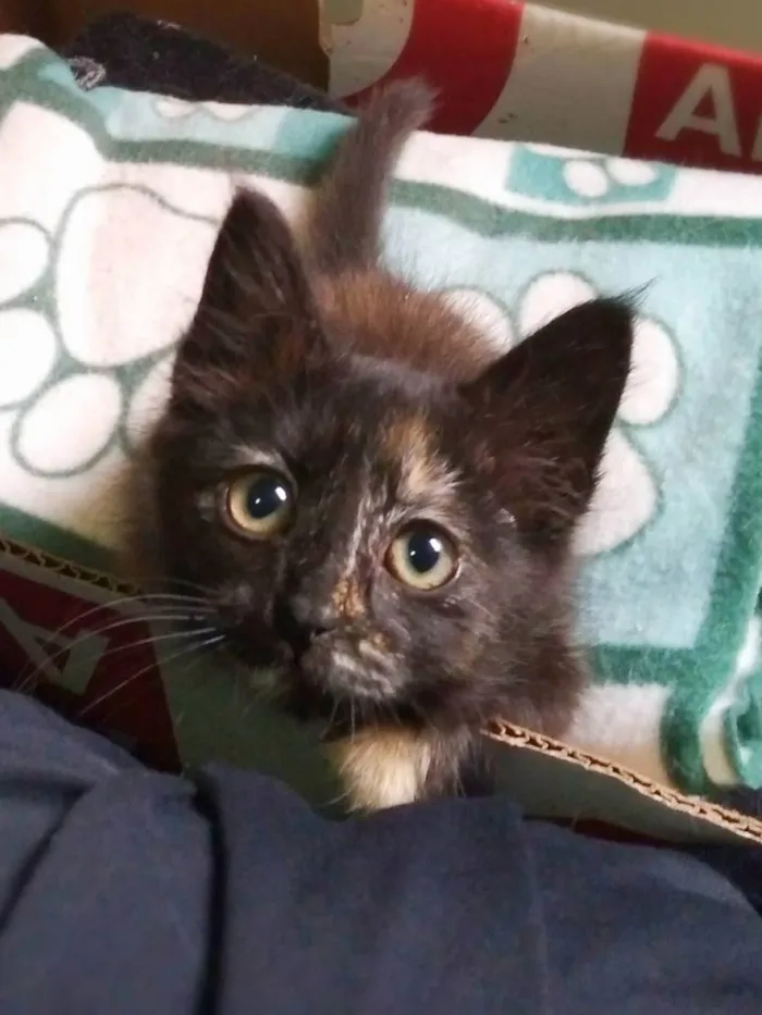 Gato ra a srd idade 2 a 6 meses nome Mini mini