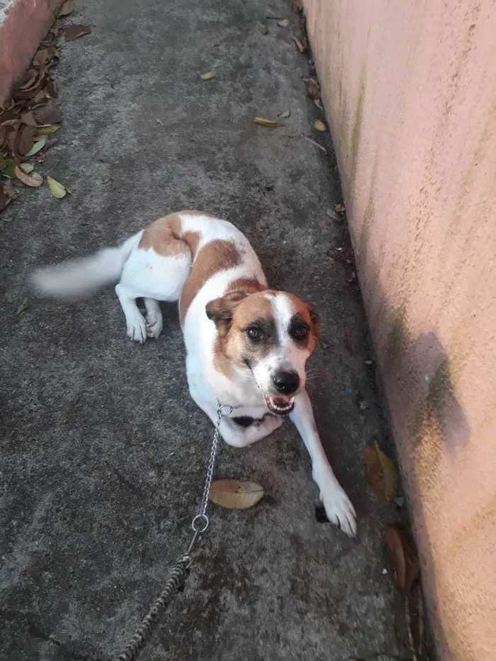 Cachorro ra a Srd idade 5 anos nome Manu