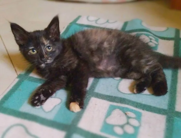 Gato ra a srd idade 2 a 6 meses nome Mini mini