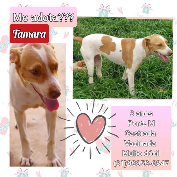 Cachorro raça SRD idade 3 anos nome Tamara