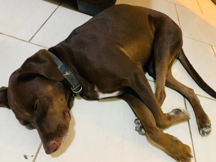 Cachorro ra a SRD idade 3 anos nome Chocolate 