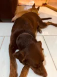 Chocolate