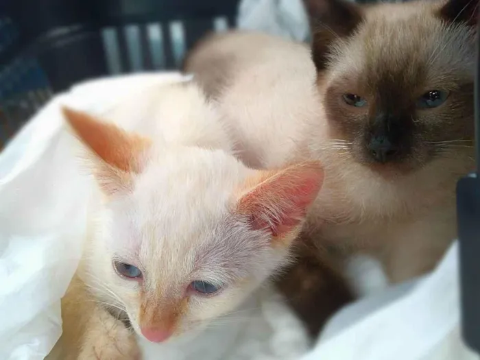 Gato ra a srd idade 2 a 6 meses nome Lancelot & Tristão