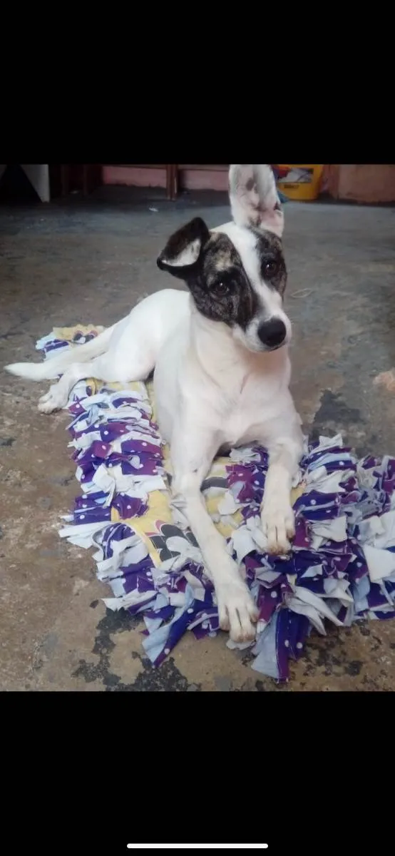 Cachorro ra a Jack Russell Terrier com SRD idade 6 ou mais anos nome Julie