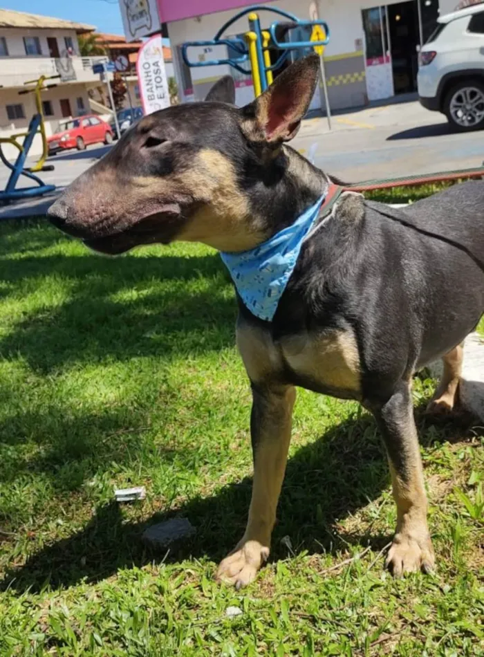 Cachorro ra a Bull terrier idade 2 anos nome Poseidon