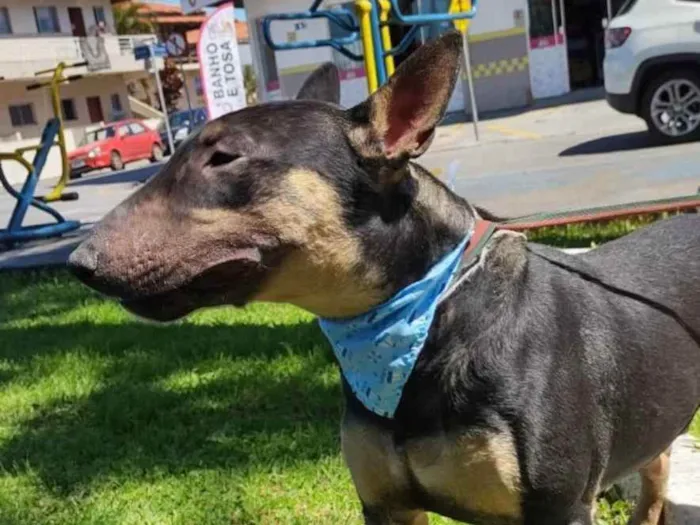 Cachorro ra a Bull terrier idade 2 anos nome Poseidon