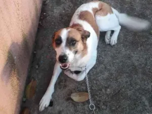 Cachorro raça Srd idade 5 anos nome Manu