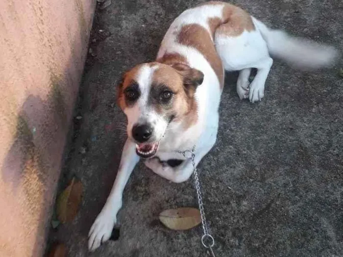 Cachorro ra a Srd idade 5 anos nome Manu