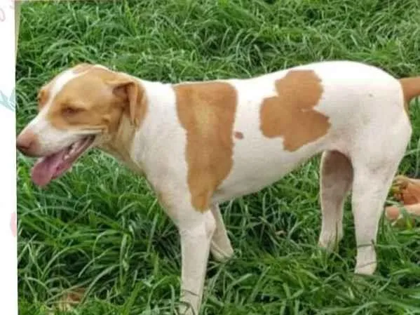 Cachorro raça SRD idade 3 anos nome Tamara