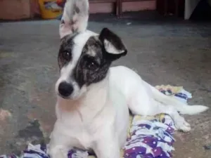 Cachorro raça Jack Russell Terrier com SRD idade 5 anos nome Julie