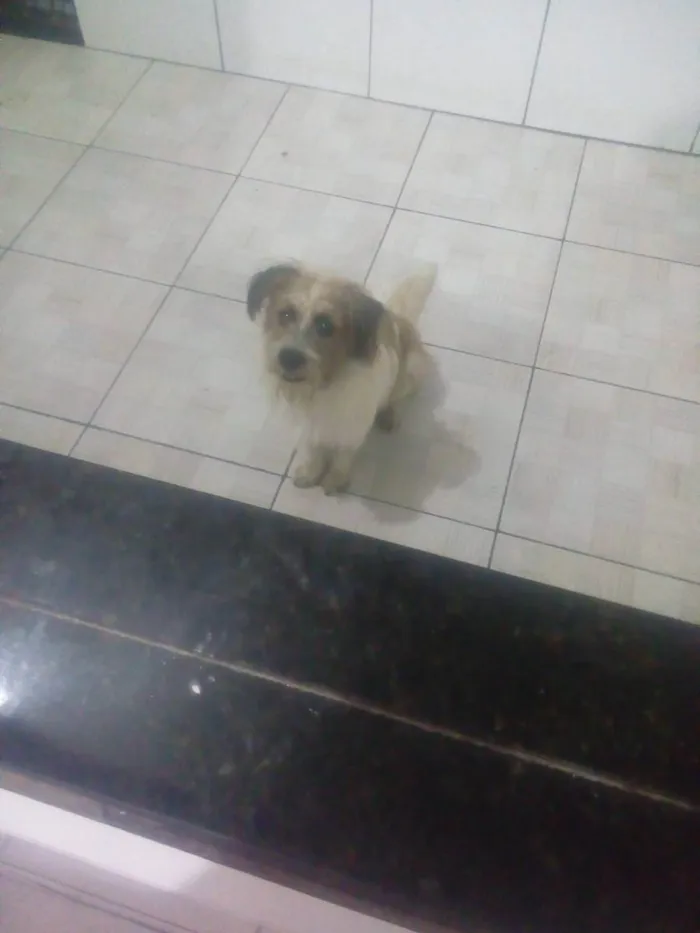 Cachorro raça Chow-chow com poodle idade 1 ano nome Jony
