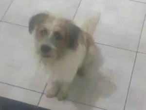 Cachorro raça Chow-chow com poodle idade 1 ano nome Jony