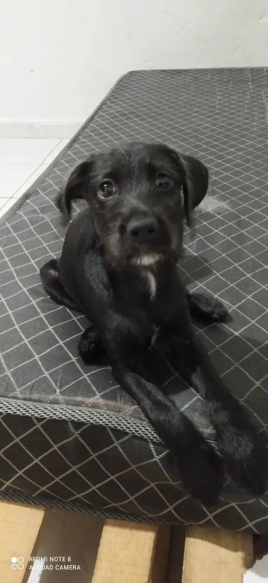 Cachorro ra a Labrador/vira-lata idade 2 a 6 meses nome Luna