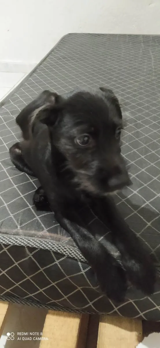 Cachorro ra a Labrador/vira-lata idade 2 a 6 meses nome Luna