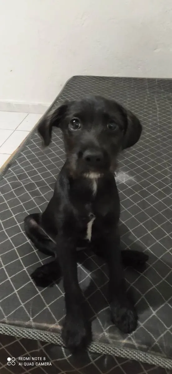 Cachorro ra a Labrador/vira-lata idade 2 a 6 meses nome Luna