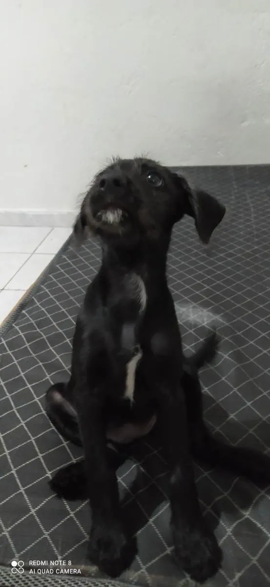 Cachorro ra a Labrador/vira-lata idade 2 a 6 meses nome Luna