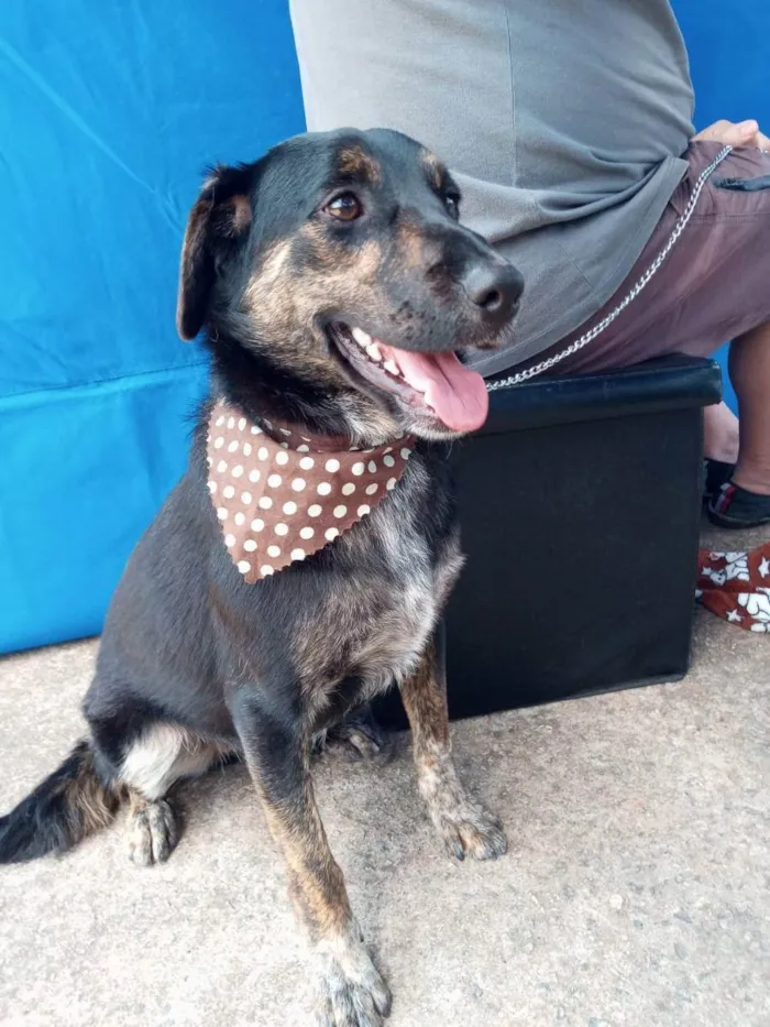 Cachorro ra a Sem raça definida idade 1 ano nome Max