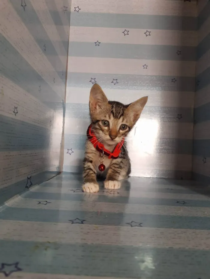 Gato raça  idade 2 a 6 meses nome Muffin