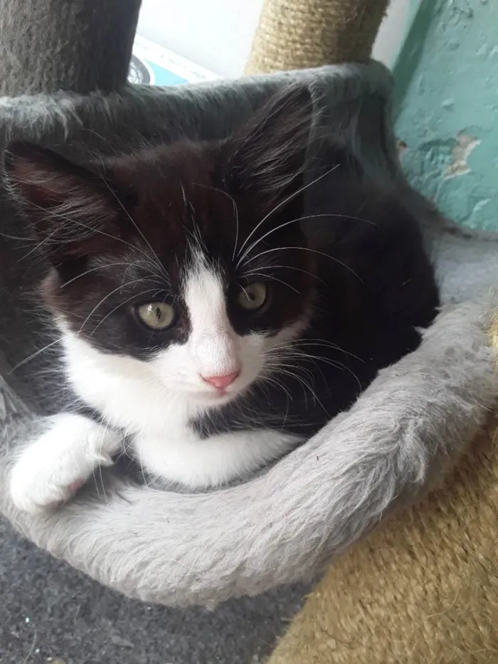 Gato raça Sem raça idade Abaixo de 2 meses nome Fred