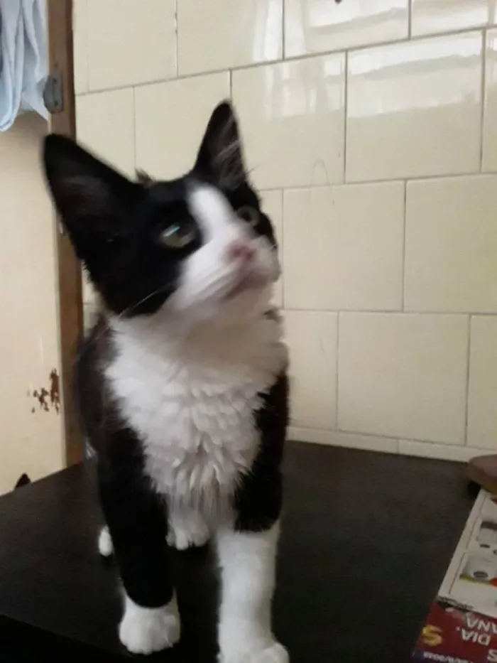 Gato raça Sem raça idade Abaixo de 2 meses nome Fred