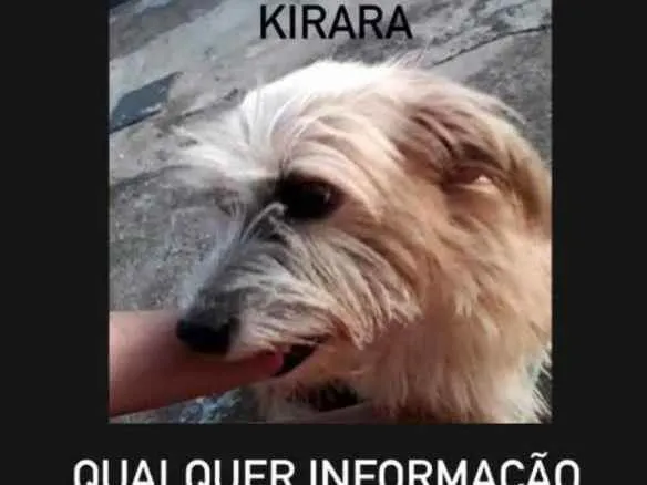 Cachorro ra a Vira lata idade 6 ou mais anos nome Kirara