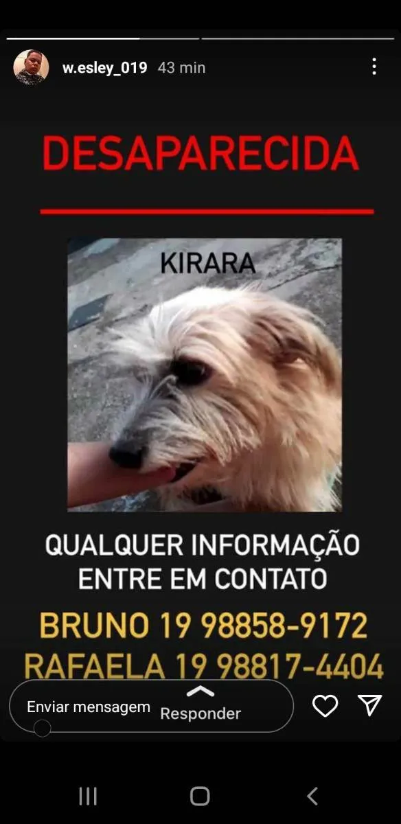 Cachorro ra a Vira lata idade 6 ou mais anos nome Kirara 