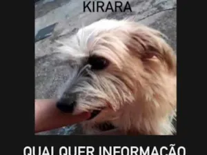 Cachorro raça Vira lata idade 6 ou mais anos nome Kirara 