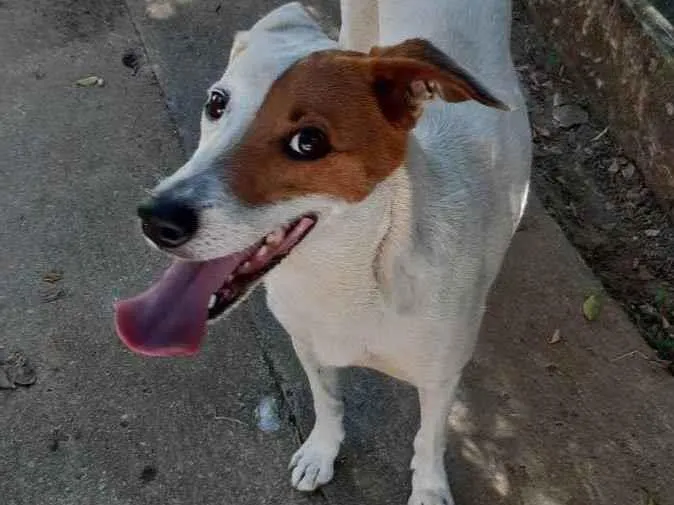 Cachorro ra a Vira lata idade 5 anos nome Mel