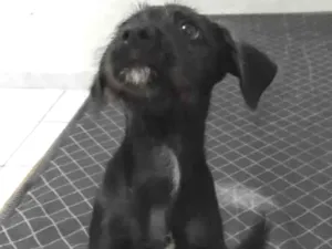 Cachorro raça Labrador/vira-lata idade 2 a 6 meses nome Luna