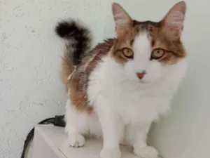 Gato raça  idade 2 anos nome Rafael