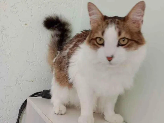 Gato raça  idade 2 anos nome Rafael