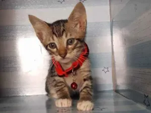 Gato raça  idade 2 a 6 meses nome Muffin